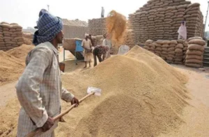 धान खरीदी का महाभियान: अब तक 93.12 लाख मैट्रिक टन धान की खरीदी