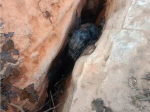 Raigarh news: रायगढ़ में हाथी शावक की दर्दनाक मौत; दो चट्टानों के बीच फंसने से थमीं बेबी एलीफैंट की सांसें, घरघोड़ा के कया जंगल में हादसा