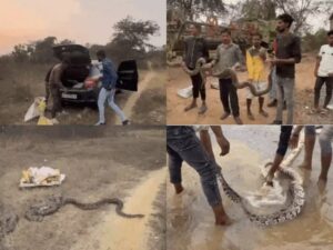  Raigarh News: रायगढ़ के खेत में ‘अजगरों का डेरा’, एक साथ निकले 5 विशालकाय अजगर, ग्रामीणों में दहशत का माहौल, रेस्क्यू के बाद जंगलों में छोड़ा गया