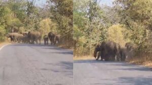 Raigarh News: रायगढ़ में सड़क पार करते दिखा हाथियों का दल, वन विभाग ने जारी की चेतावनी