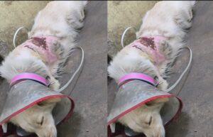 उबलते पानी से झुलसी कराह: रायपुर में दो पालतू कुत्तों पर क्रूरता, FIR दर्ज