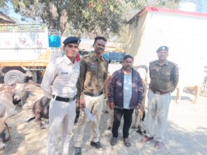 Raigarh news: पशु तस्करों के विरुद्ध रायगढ़ पुलिस ने चलाया “आपरेशन शंखनाद”, 32 गौवंश को कुख्यात मवेशी तस्कर रब्बुल खान के चंगुल से पुलिस ने कराया मुक्त, गिरफ्तार आरोपी