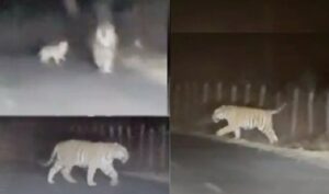 CG News: सड़क पर शावक के साथ बाघिन, अमरकंटक के रास्ते पर पर्यटकों ने कैमरे में कैद  