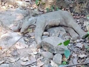रायगढ़ के जंगल में मिला हाथी के बच्चे का शव, पीएम रिपोर्ट से पता चलेगा मौत की वजह 