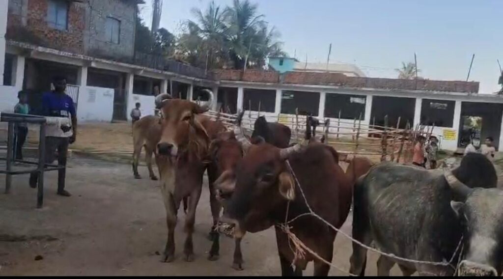 ‘ऑपरेशन शंखनाद’ की गूंज! उड़ीसा बॉर्डर पर 10 गौवंश तस्करी से मुक्त, लैलूंगा पुलिस की घेराबंदी में फंसा आरोपी