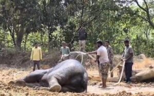 हाथी मित्रदल और वन अमला ने बीमार जंगली हाथी का उपचार करा कर स्वास्थ्य लाभ दिलाने का सराहनीय उदाहरण