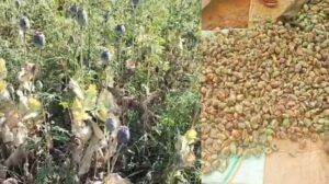बलरामपुर में 2 एकड़ से अधिक भूमि में अफीम की अवैध खेती पर प्रशासन-पुलिस की संयुक्त कार्रवाई
