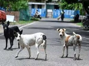 वन्यप्राणियों की सुरक्षा के लिए सख्ती वन क्षेत्रों में आवारा कुत्तों के प्रवेश पर रोक