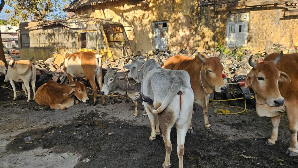 ऑपरेशन शंखनाद में रायगढ़ पुलिस की बड़ी कार्रवाई — घरघोड़ा व लैलूंगा थाने ने 7 मवेशी तस्करों को किया गिरफ्तार