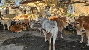 ऑपरेशन शंखनाद में रायगढ़ पुलिस की बड़ी कार्रवाई — घरघोड़ा व लैलूंगा थाने ने 7 मवेशी तस्करों को किया गिरफ्तार