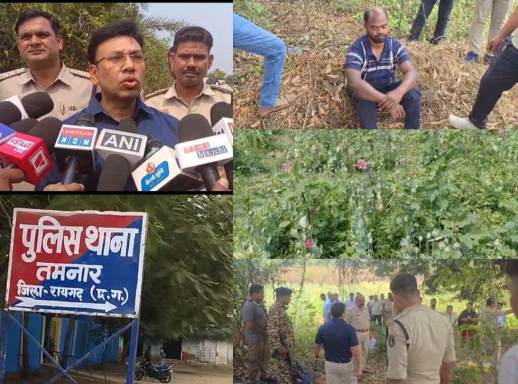 Raigarh News: “ऑपरेशन आघात” के तहत तमनार में अफीम की अवैध खेती पर बड़ी कार्रवाई, नदी किनारे खेत में करीब एक एकड़ में अफीम की खेती का खुलासा