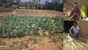 लैलूंगा के नवीन घाटगांव में अवैध पोस्ता खेती का भंडाफोड़, दो आरोपी गिरफ्तार