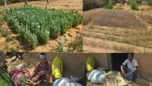 Raigarh News: ड्रोन सर्वे से बड़ी सफलता: जिला प्रशासन ने अवैध अफ़ीम खेती का किया भंडाफोड़