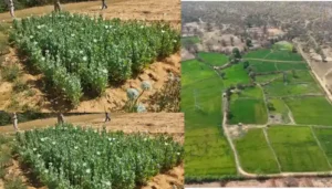 Raigarh News: अफीम की खेती पर प्रशासन की तीसरी बड़ी कार्रवाई