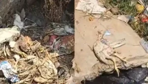 बिलासपुर में बर्ड फ्लू का खतरा, मरे मुर्गे खुले में सड़ रहे, दहशत में लोग