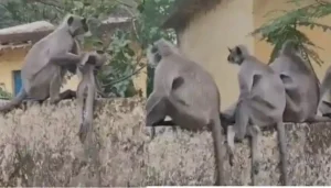 रायगढ़ में भावुक दृश्य: अपने बच्चे के शव को लेकर इधर-उधर भटकता रहा बंदर, शांत बैठकर झुंड ने जताया ‘शोक