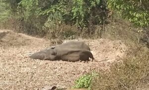 पत्थलगांव में अपने अस्वस्थ हाथी को छोड़ कर लौट गया हाथियों का दल