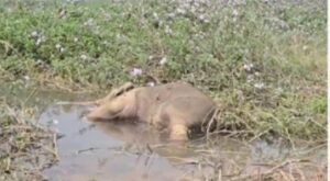 Raigarh News: नदी में दो हाथी शावकों का शव मिला, मौत के कारणों की जांच में जुटी वन विभाग की टीम