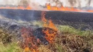 Sarangarh News: गेहूं के खेतों में लगी आग, देखते ही देखते जल गई 15 एकड़ फसल, किसानों की महीनों की मेहनत मिनटों में खाक 