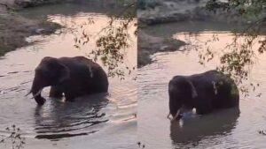 Jashpur Newws:  खेत में बीमार पड़ा हाथी हुआ स्वस्थ, डॉ. अजित पाण्डेय ने किया समुचित इलाज 