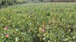 Raigarh News: अवैध अफीम की खेती का मामला; गिरफ्तार आरोपी मार्शल संगा और उसके दो साथियों पर एनडीपीएस एक्ट के तहत अपराध दर्ज
