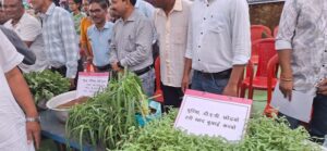 Raigarh News: हरी खाद से बदल रही खेती की तस्वीरः कम लागत, ज्यादा मुनाफा और बेहतर मिट्टी की सेहत