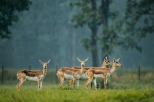 छत्तीसगढ़ का बरनवापारा अभयारण्य बना विलुप्ति के कगार पर पहुंचे काले हिरणों के पुनर्जीवन का मजबूत उदाहरण, स्थानीय विलुप्ति से लेकर लगभग 200 की संख्या तक पहुँचे काले हिरण 