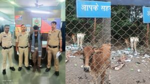 Raigarh News: लक्जरी गाड़ी में क्रूरता की हदें पार; पुलिस ने घेराबंदी कर पकड़ी गौवंश से भरी स्कार्पियो, जशपुर का आरोपी दबोचा गया