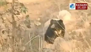 सड़क पर दिखा भालू,भीषण गर्मी में जंगल से निकलकर सड़क किनारे करता रहा अठखेलियां