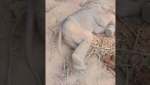 Raigarh News: हाथी के बच्चे का शव मिलने से वन विभाग में हड़कंप, बीमार होने से मौत होने की आशंका, जांच में जुटी वन विभाग की टीम