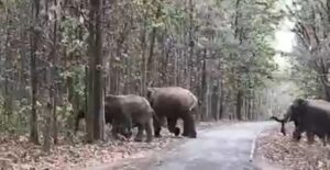 Raigarh: सड़क पार करता दिखा हाथियों का एक बड़ा दल, हाथी दल कर रहा निगरानी, आवागमन रही बंद
