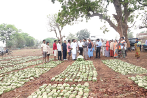 Chhattisgarh: ’तेन्दूपत्ता संग्रहण में छत्तीसगढ़ ने बनाया नया रिकॉर्ड, अब तक 13.52 लाख मानक बोरा संग्रहित’