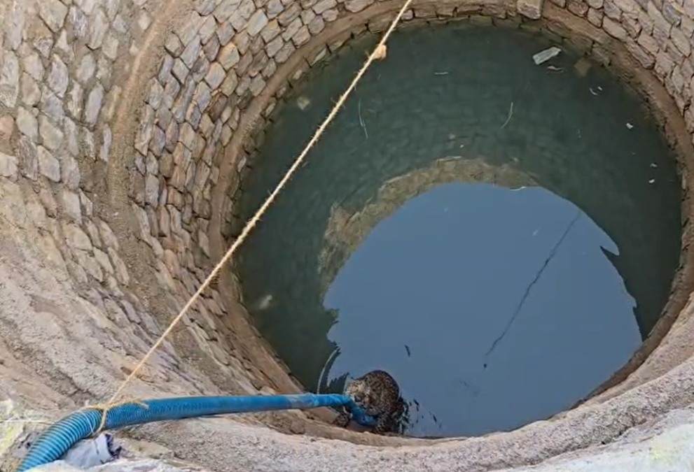 CG: पानी की तलाश में पहुंचा तेंदुआ कुंए में गिरा, पाइप के सहारे लटका, ग्रामीणों ने वन विभाग को दी सूचना 