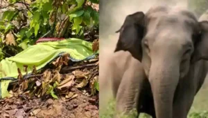 Raigarh News: तेंदूपत्ता तोड़ने गए ग्रामीण को हाथी ने कुचला, मौके पर ही दर्दनाक मौत