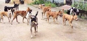 Raigarh News: भीषण गर्मी में हिंसक हुए आवारा कुत्तेः 4 महीने में 1276 से ज्यादा लोगों पर किया हमला