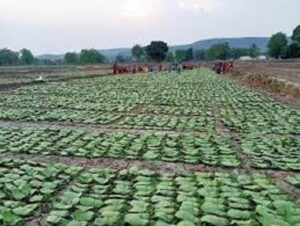छत्तीसगढ़ में तेंदूपत्ता का समर्थन मूल्य देश में सर्वाधिक