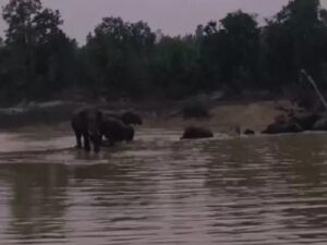  Raigarh News: हाथी प्यास बुझाने तालाब पहुंचे, हाथियों के बड़े दल में शावक भी शामिल 