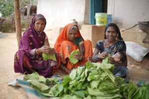 CG: तेज धूप और थकान में भी हरा सोना से मिलती है राहत, गाँव-गाँव इन दिनों तेंदूपत्ता संग्रहण का चल रहा सिलसिला