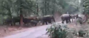 Raigarh News: सड़क पार करते दिखा 51 हाथियों का दल, घंटों तक ठप रहा यातायात 