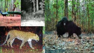  CG: मादा भालू की शावकों संग मनमोहक मस्ती हुई कैमरे में कैद, वन्यजीव प्रेमी उत्साहित 