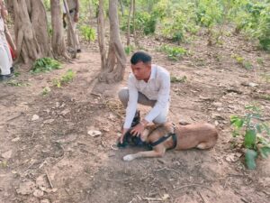 Raigarh News: जंगल में मिला नाबालिग का शव, स्निफर डॉग रूबी ने पुलिस को दो युवकों तक पहुंचाया, पूछताछ शुरू
