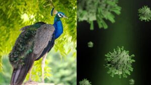 H5N1 वायरस का कहर, 40 मोरों की हो गई मौत, प्रशासन ने खान-पान को लेकर जारी की एडवाइजरी