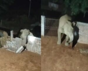   CG में हाथियों का उत्पात जारी, घरों को तोड़कर अनाज खा गए हाथी, रातभर जागकर पहरा देने को मजबूर ग्रामीण 