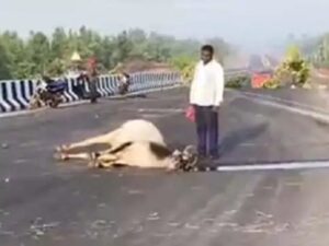 Raigarh: भारतमाला सड़क पर मौत बनकर दौड़ा भारी वाहन, 7 बैलों को रौंदा, 5 की मौके पर मौत, ग्रामीणों में आक्रोश 