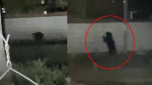 CG: जंगल से भटककर शहर में पहुंचा भालू; मुख्य सड़क पर लगा लंबा जाम, मौके पर पहुंची वन विभाग की टीम