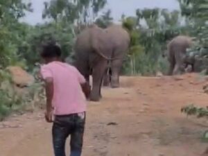 CG: वन विभाग की सतर्कता से टली हाथी-मानव संघर्ष की संभावित घटना, हाथियों को पत्थर मारने के वायरल वीडियो पर त्वरित कार्रवाई, दो नाबालिगों के विरुद्ध प्रकरण दर्ज