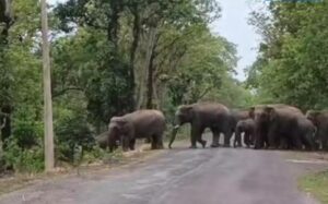रात में मवेशी खोजने निकला युवक, जंगल में सामने आ गया मौत का पहरेदार… फिर जो हुआ उसने गांव को दहला दिया