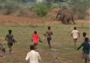 Raigarh News: हाथी शावकों को खदेड़ने ग्रामीणों ने फोड़े फटाके, फिर पत्थर से हमला कर लगे दौड़ाने