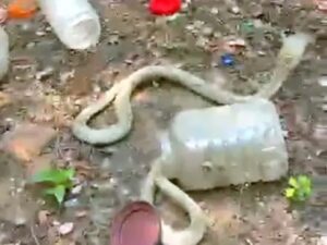 Raigarh News: हल्की बारिश के बाद निकलने लगे सांप, 9 सांपो का रेस्क्यू, सुरक्षित छोड़ा गया