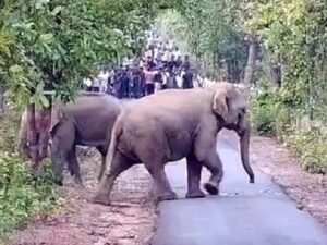 Raigarh News: सड़क पर आया 51 हाथियों का दल, दल में शावक भी शामिल, दोनों ओर थम गए वाहनों के पहिए